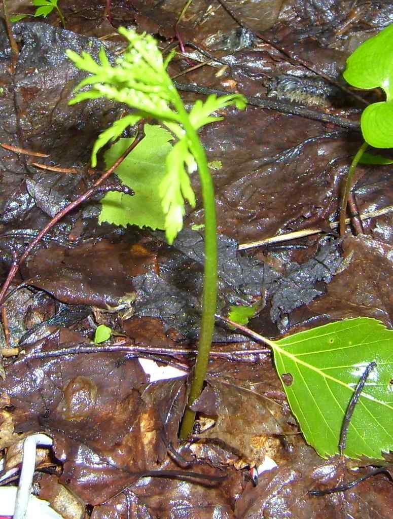 Botrychium lanceolatum (S.G. Gmel.) Angstr. –гроздовник ланцетный.
