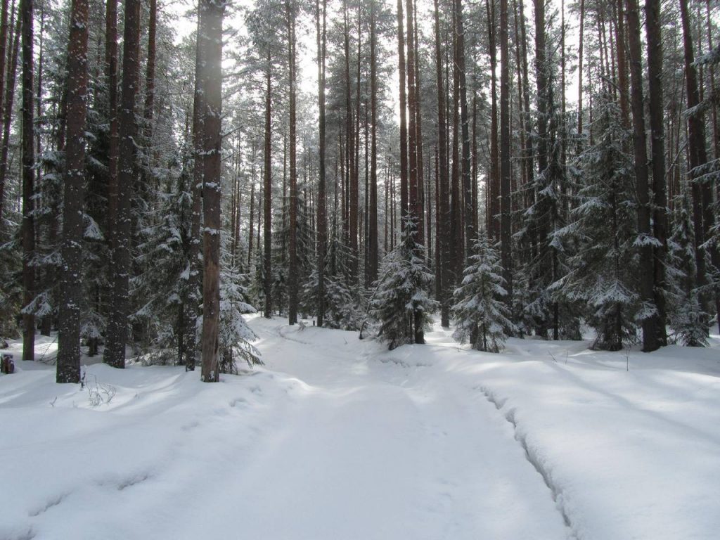 Весеннее путешествие в зимний лес