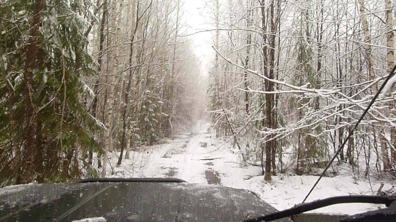 Дорога на Кологривском участке заповедника