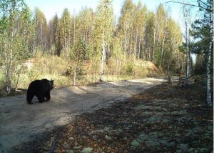 Медведь на дороге.